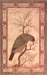 Ein Barbet (Himalaya-Blauschwanzvogel) Jahangir-Periode, Mughal, 1615